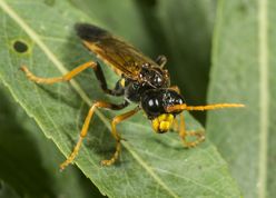 Bladhveps tenthredo mesomela